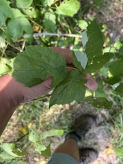 Phragmidium rubi-idaei