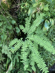 Adiantum aleuticum aleuticum
