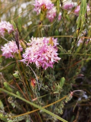 Lachnaea naviculifolia