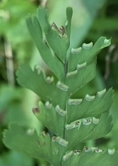 Adiantum aleuticum aleuticum