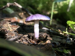 Inocybe lilacina