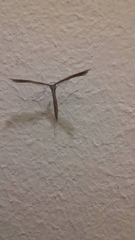 Pterophoridae