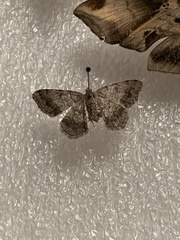 Digrammia ocellinata