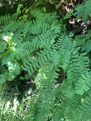 Adiantum aleuticum aleuticum