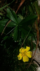 Potentilla verna