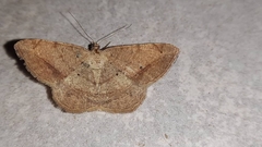 Scopula
