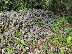 Tradescantia zebrina