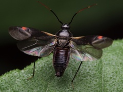 Adelphocoris seticornis
