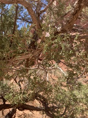Juniperus osteosperma