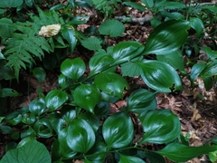 Ruscus colchicus