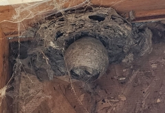 Dolichovespula maculata