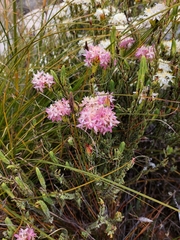 Lachnaea naviculifolia
