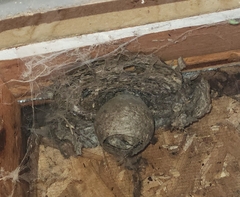 Dolichovespula maculata