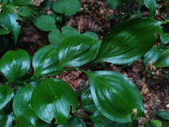 Ruscus colchicus