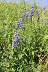 Veronica teucrium