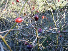 Rosa canina