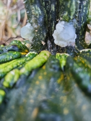 Myxarium nucleatum