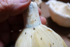 Russula brevipes acrior