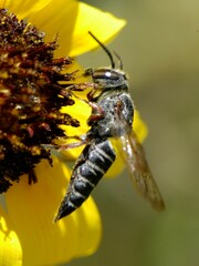 Boreocoelioxys