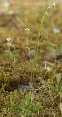 Draba glabella