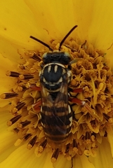 Triepeolus