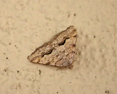 Frederickia s-signata