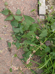 Fallopia convolvulus