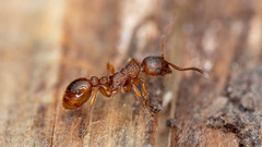 Myrmica ruginodis