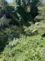 Funastrum cynanchoides