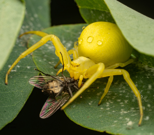 Goldenrod crab spider
