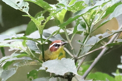 Basileuterus delattrii