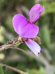 Desmodium illinoense