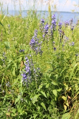 Veronica teucrium