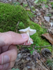 Cuphophyllus virgineus