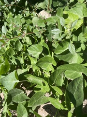 Funastrum cynanchoides