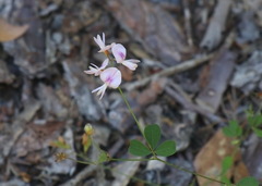 Lespedeza repens