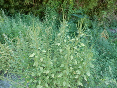 Amaranthus palmeri