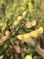 Desmodium illinoense