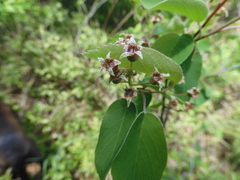 Amelanchier canadensis