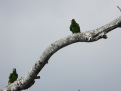 Amazona albifrons