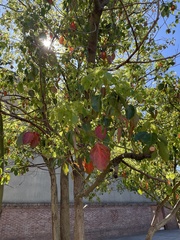 Cinnamomum glanduliferum