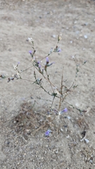 Lessingia leptoclada