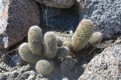 Mammillaria dioica