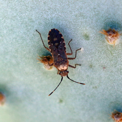 Hypselonotini