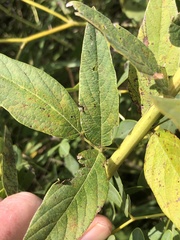 Desmodium illinoense