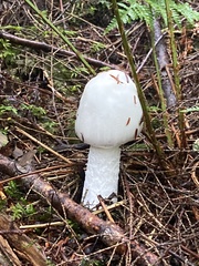 Amanita virosa