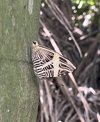 Colobura dirce