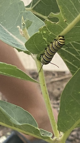 Monarch photographed in Utah
