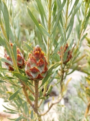 Leucadendron rubrum