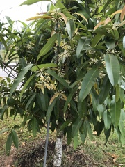 Calophyllum soulattri